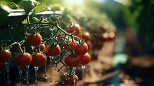 Close-up Of Ripe Tomatoes Growing In A Greenhouse