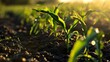 Sprouts of young corn plants growing on the field fertile soil