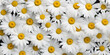 © Irène - Delicate background of white daisies, top view