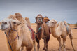 © Tatiana Kashko - Close un portrait of the three funny camels in desert of Inner Mongolia, China