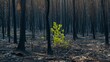 A poignant portrayal of a forest's regrowth after a wildfire