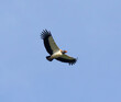 King Vulture (Sarcoramphus papa) flying in the blue sky over  La Laguna del Lagarto Lodge, Boca Tapada, San Carlos, Costa Rica
