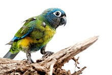 The Blue-faced Parrot Finch Standing On Old Log AI Generative