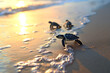 Baby sea turtles are running into the sea in morning