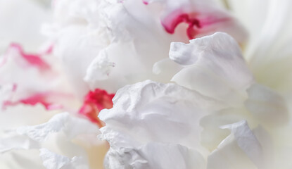 Wall Mural - White peony flower petals. Macro flowers background. Soft focus