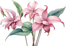 Watercolor Painting Of Medinilla Flower. 