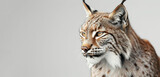 A lynx, its fur detailed and spotted, stands out against a gray background.