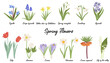 spring flowers, vector drawing wild plants at white background, floral elements, hand drawn botanical illustration