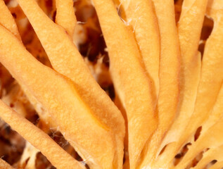 Poster - Close up of dry mushroom as background. Macro