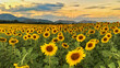 Landscape Golden yellow sunflower field at sunset