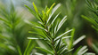 Rosemary in a pot, Rosemary leaves plants, medicine plants wallpaper, Detail of fresh rosemary herb. Rosemary herb garden. macro view