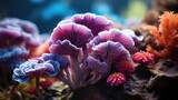 giant cabbage coral with other corals and underwater views