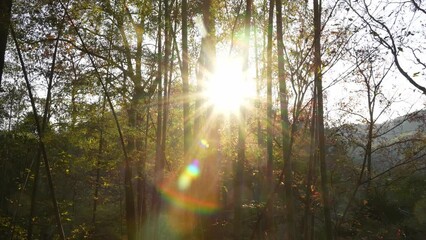 Wall Mural - sunlight through forest