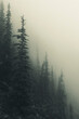 Pine Tree Forest In Fog Mist
