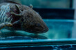 Adorable dark axolotl. Close up photo.
