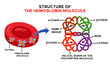 Illustration of the anatomy of the hemoglobin molecule and explanation of the names of each part