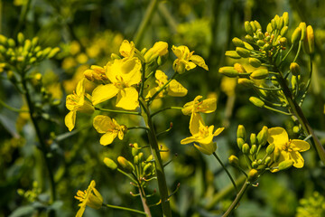 Wall Mural - The rapeseed field blooms with bright yellow flowers on blue sky in Ukraine. Closeup