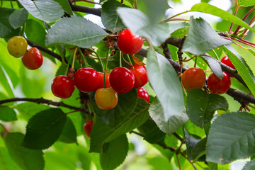 Wall Mural - Branch of ripe red cherries on a tree in a garden
