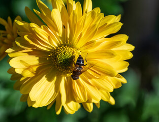 Wall Mural - Detail of a bee on a large yellow flower.