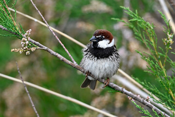 Poster - Spanish Sparrow // Weidensperling (Passer hispaniolensis) 