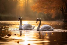 Two Swans Swimming At Dawn On Autumn Lake With Leaves As A Symbol Of Affection And Devotion