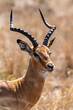 impala antelope in kruger park