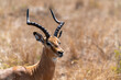 Gazelle in the grass of south africa