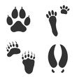 © katarinanh - Footprints of Forest Animal, Traces of a Tiger, Bear, Moose, Hare on white background.  Silhouette animal tracks in grar. Paw Print for your  design. Vector illustration. EPS10.