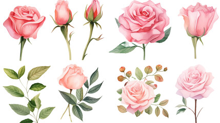 Wall Mural - Watercolor elements pink roses on a white background