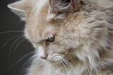 Fototapeta Koty - Close up portrait of a beautiful cream ginger cat