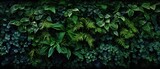 Fototapeta Las - Herb wall, plant wall, natural green wallpaper and background. nature wall. Nature background of green forest