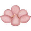 Watercolor Japan travel clipart concept sakura cherry blossom flower 