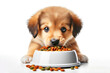 Hungry puppy dog eating food in a white bowl Isolated on white background. ai generative