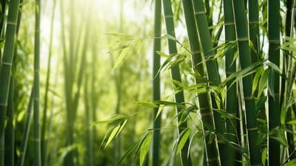  Bamboo forest background, green leaves with space for text.