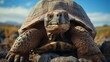 Turtle Galapagos island animal conservation tourism