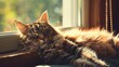 A tabby cat sleeping blissfully in sunlight by the window