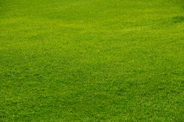 Wall Mural - Green grass Nature texture background