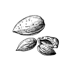 Hand drawn sketch almond nut vector isolated illustration