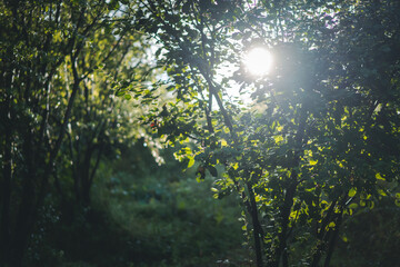 Wall Mural - The sun shines through the green foliage on the trees. Summer spring background