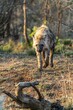 Hyenas on the hunt