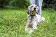 Setter dog on green grass walking with a girl