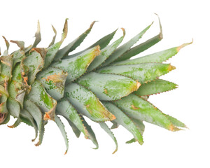 Pineapple leaf isolated on a white background.png