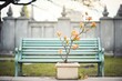 © studioworkstock - lone bench beside a flowering cemetery shrub