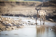 Kudu Crossing A Dry Riverbed