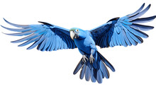 The Hyacinth Macaw Is The Largest Macaw And Flying Parrot Species. The Beautiful Blue Parrot Suffers A Lost In Population Due To Pet Trade And Habitat Loss. Isolated On Transparent, Clipping Path