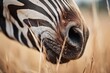 close-up of zebra muzzle while grazing