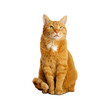 © Maria - Ginger cat isolated on transparent background sitting and looking up. Pets at home.