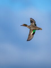 Poster - Male of Eurasian Teal, Anas crecca, bird in flight over marshes