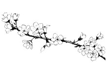 Sakura Flower Branch Border  Hand Drawn Ink Sketch. Engraved Style Vector Illustration.