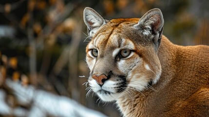 Wall Mural - portrait of puma in forest. american cougar or mountain lion.